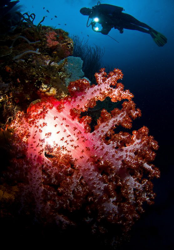 Backlight Series: #4. Light in the Depths by Tony Cherbas 