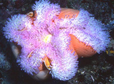 Asleep in a strawberry anemone. by David Spiel 