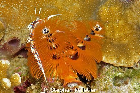 Phydiana Indica by Stephan Pelletier 