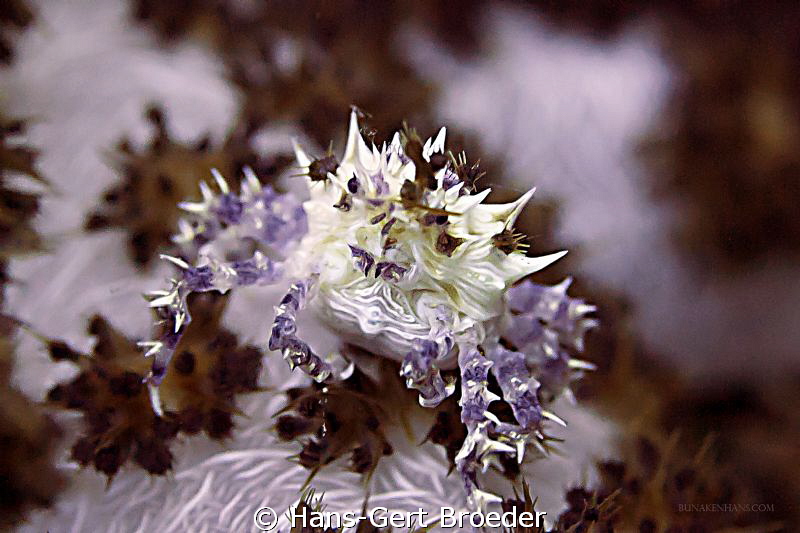 Candy Crab
Bunaken Island, Sulawesi,Indonesia,
Nikon D ... by Hans-Gert Broeder 