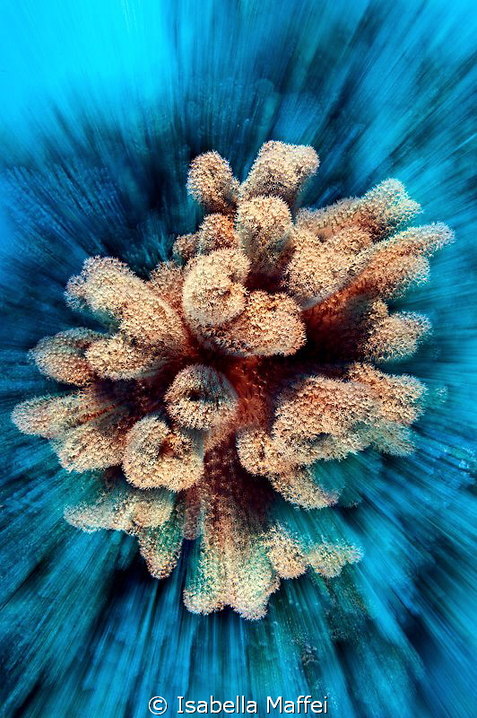 "SPEED CURVE"
zoom technic made directly on the camera, ... by Isabella Maffei 