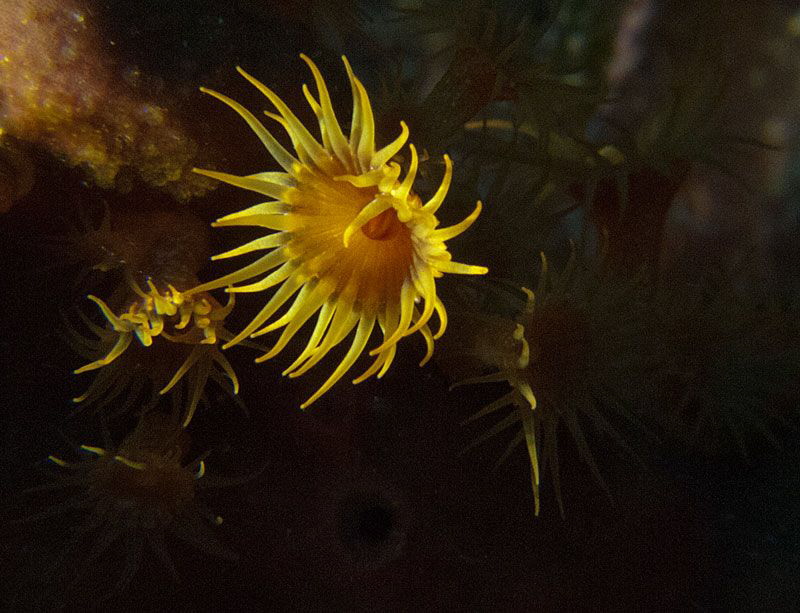 Parazoanthus 
Punta Coticcio, Isola Caprera by Chris Krambeck 