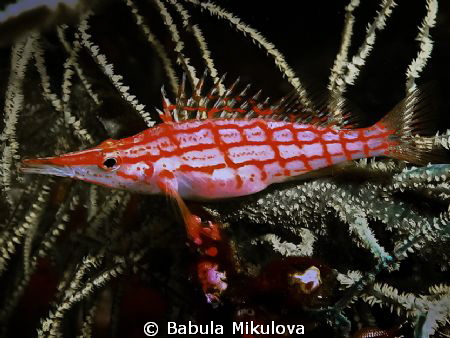 My like little fish by Babula Mikulova 