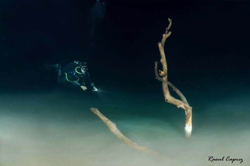 Exploration at 27m just above a hydrogen sulfide layer se... by Raoul Caprez 