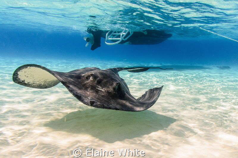 Stingray at the Sandbar by Elaine White 