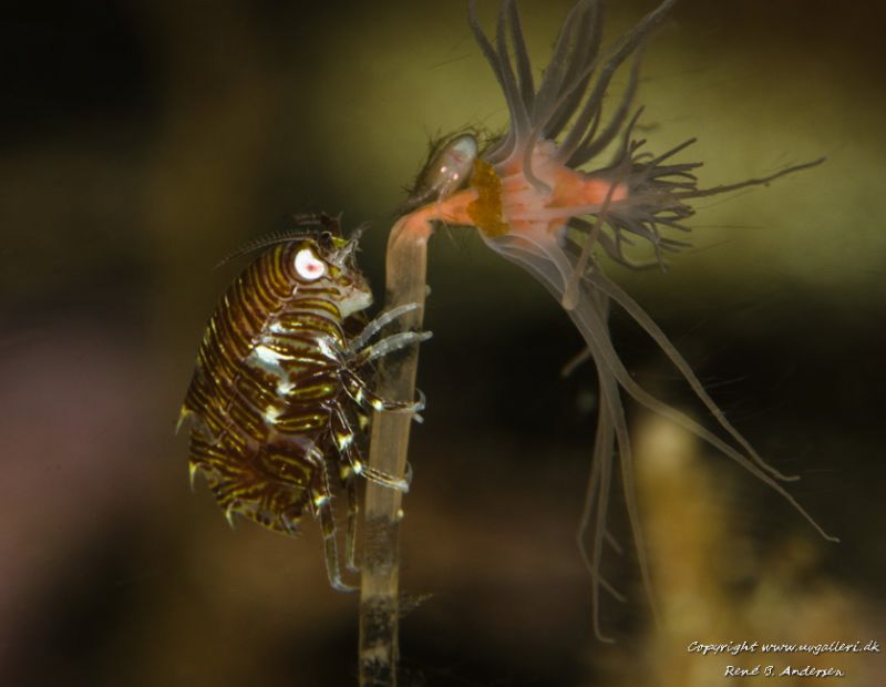 Nikon D7000, Hugyfot house, 2 ikelite DS-160, 105 mm + te... by Rene Braband Andersen 