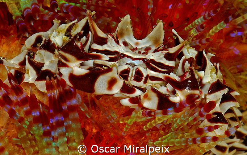 Zebra crab by Oscar Miralpeix 