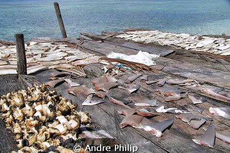 When will be stopped the finning? by Andre Philip 
