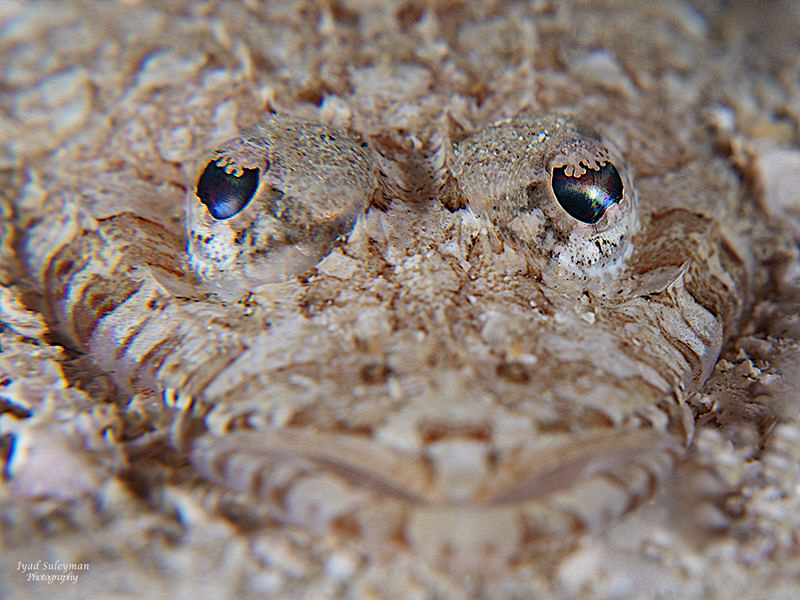 Eyes of Longsnout Flathead by Iyad Suleyman 