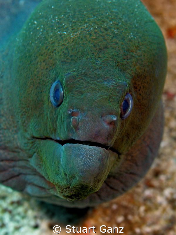 Green old man eel. by Stuart Ganz 