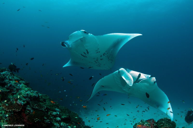 Manta couple by Raffaele Livornese 