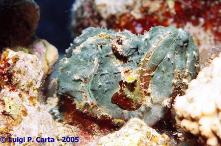 Yes, I'm a stone fish... what's your excuse? Sharm El She... by Luigi Carta 