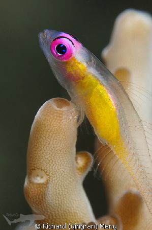 Pinky Pink eye by Richard (qingran) Meng 