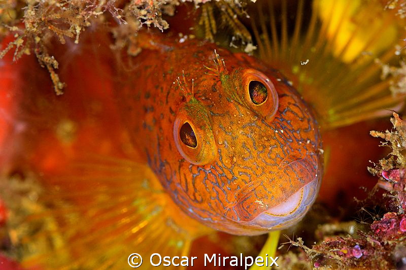 Blenny by Oscar Miralpeix 