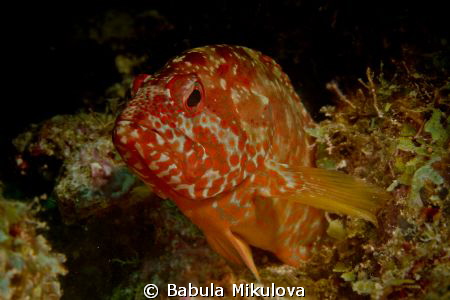 nice red... by Babula Mikulova 