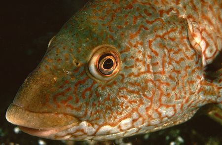 Ballan wrasse.
Farne Islands, Northumberland.
F90X,60mm. by Mark Thomas 