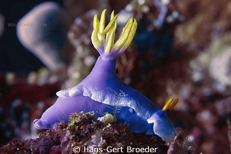 Chromodoris bullocki
Bunaken Island, Sulawesi,Indonesia,... by Hans-Gert Broeder 