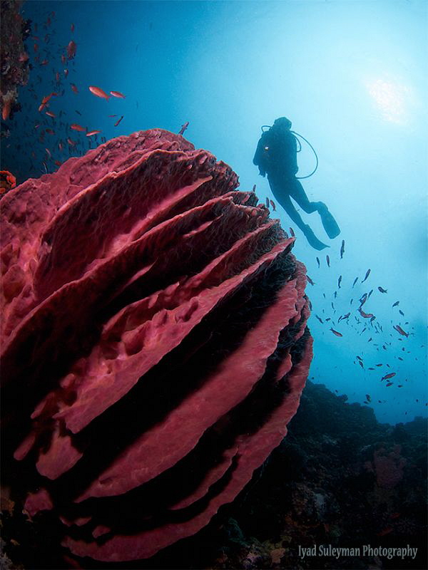 Sponge & Diver by Iyad Suleyman 