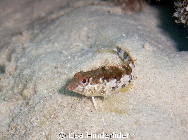 Saddle Blenny turn around at Bari Reef by Lisa Hinderlider 