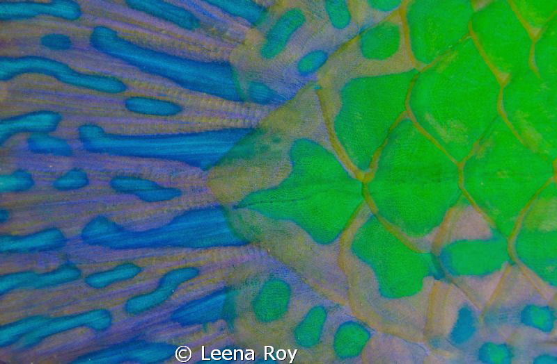 Parrot fish tail by Leena Roy 