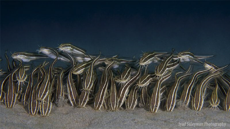 Striped eel catfish by Iyad Suleyman 