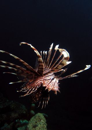Lionfish shot last year off Ahmed Beach, Bali by Grahame Massicks 