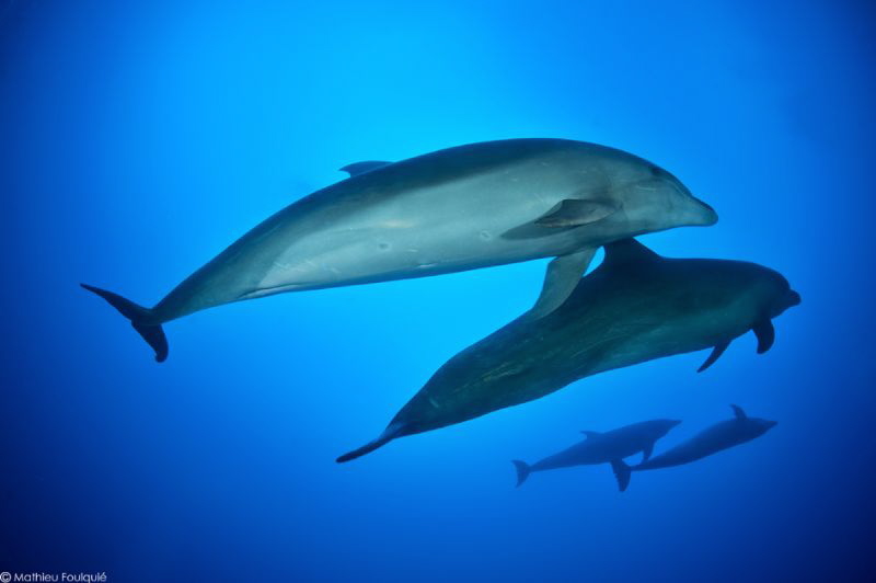4 Tursiops truncatus (Rangiroa) by Mathieu Foulquié 