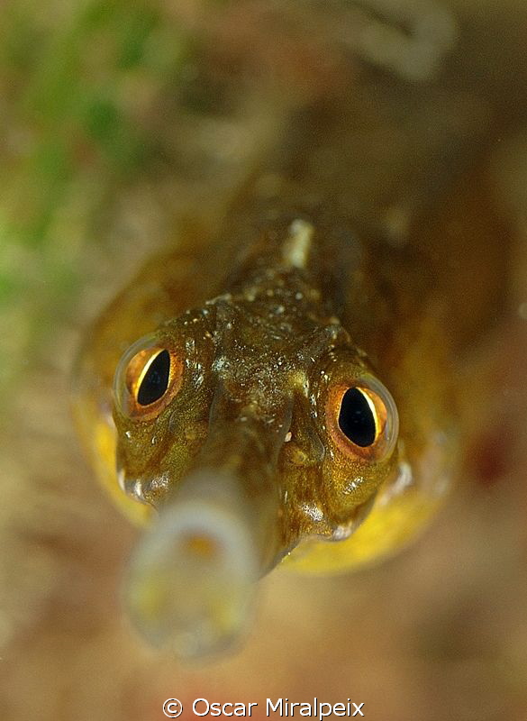 Mediterranean Pipefish by Oscar Miralpeix 