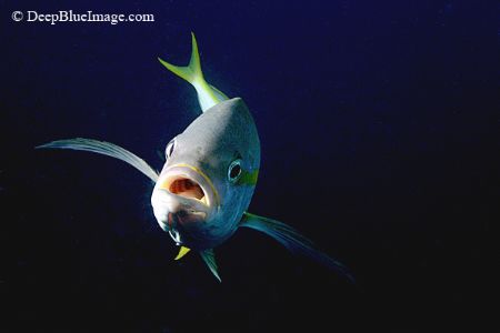 curious yellowteail, Bonaire by T. Singer 