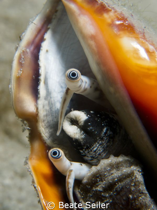 Conch eyes , taken under the "Blue Heron Bridge" by Beate Seiler 