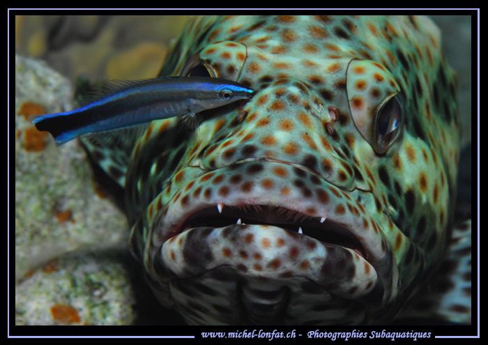Cleaning time.... :O)... by Michel Lonfat 