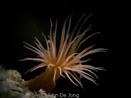 Take these shot of Diadumene cincta last Saturday. The wa... by John De Jong 