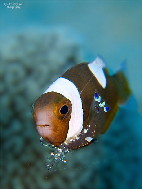 Behavior shot: cleaning. 
Anemonefish & commensal shrimp. by Iyad Suleyman 