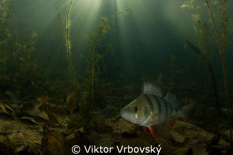 Perch by Viktor Vrbovský 