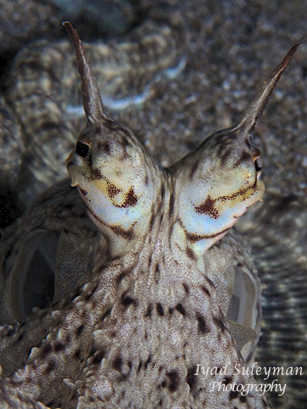 Mimic Octopus Portrait by Iyad Suleyman 