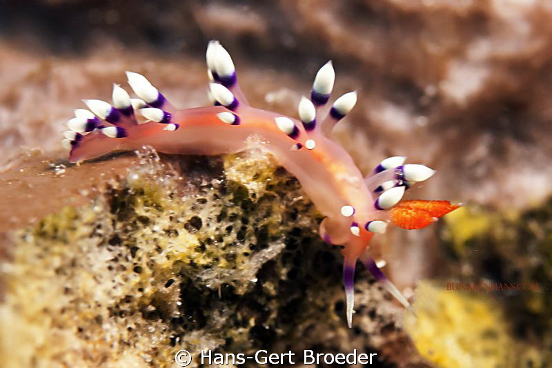 Flabellina Exoptata
Bunaken Island, Sulawesi,Indonesia,
... by Hans-Gert Broeder 