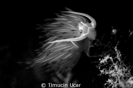 Nudi by Timucin Ucar 