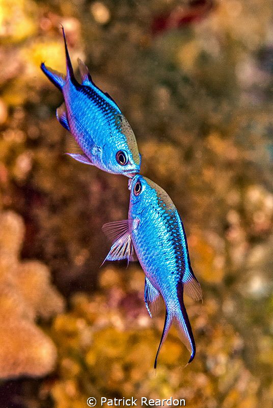The Kiss by Patrick Reardon 