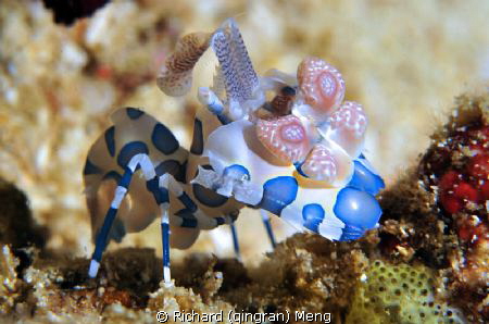 HarleQueen.  I have seen Harlequin shrimps many times.  B... by Richard (qingran) Meng 