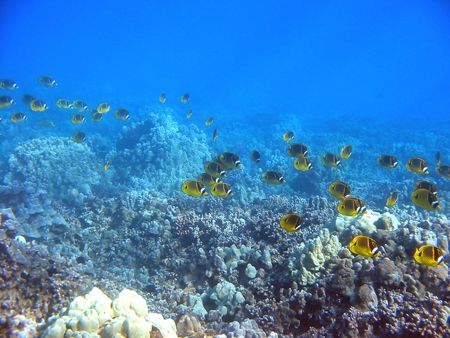 A school of racoon butterfly fish passes by. Maui, Hawaii by Todd Meadows 