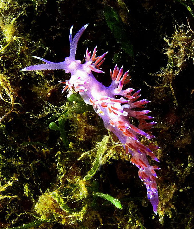 Flabellina affinis
Punta Coticcio, Isola Caprera by Chris Krambeck 