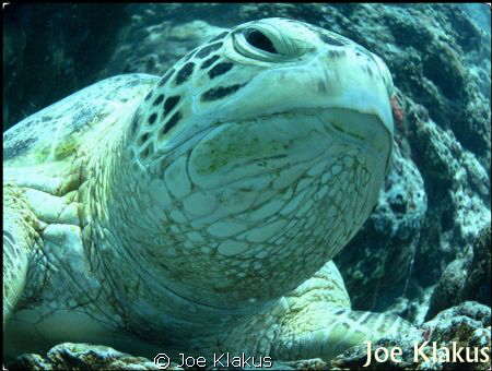 Fisheye! by Joe Klakus 