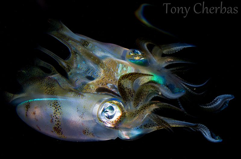 Squid to Dissolve by Tony Cherbas 