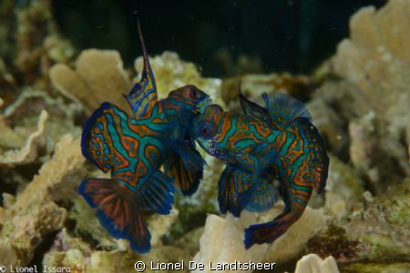 Mandarin Fish Fitting by Lionel De Landtsheer 
