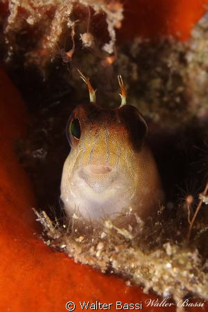 Parablennius rouxi by Walter Bassi 