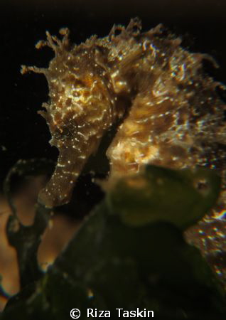 Seahorse
Canon Powershot G1X
YS 01 Strobe 
 by Riza Taskin 