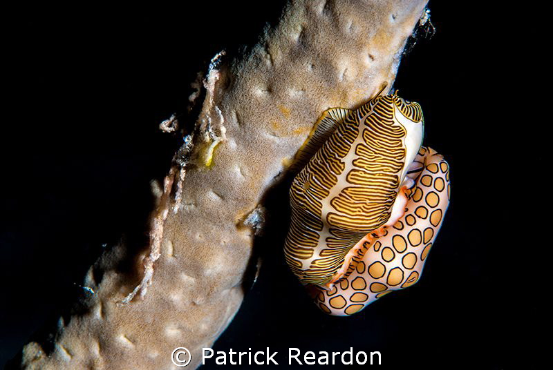 Kissing Cousins. by Patrick Reardon 