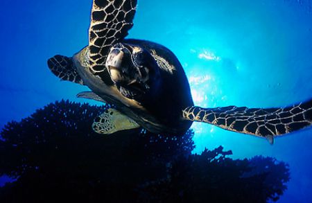 Turtle - Red Sea - Deep South Egypt
Nikonos V - 20mm lens by Eduardo Lima 