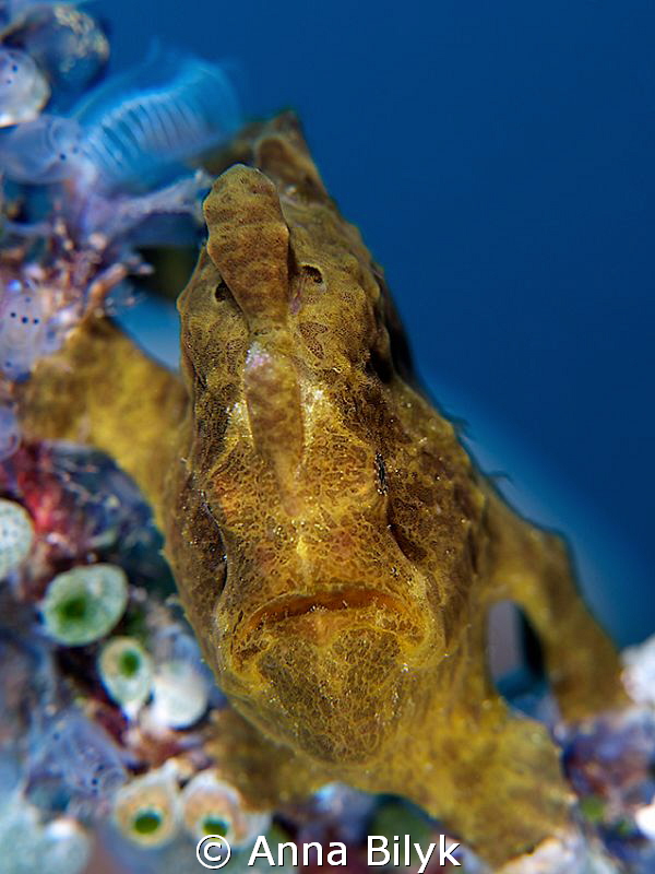 Frogfish by Anna Bilyk 