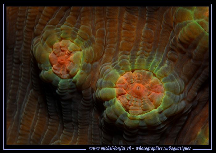 Coral... by Michel Lonfat 